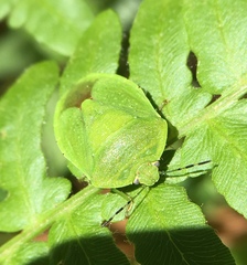 Chinavia pensylvanica