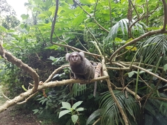 Callithrix jacchus × penicillata