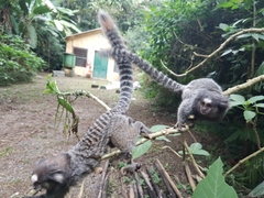 Callithrix jacchus × penicillata