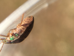 Diolcus chrysorrhoeus