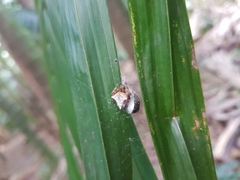 Verrucosa scapofracta