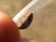 Diolcus chrysorrhoeus