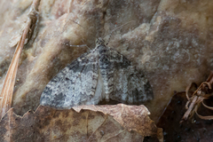 Lobophora halterata