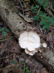 Cymatoderma caperatum