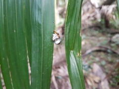 Verrucosa scapofracta