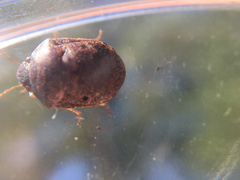 Diolcus chrysorrhoeus