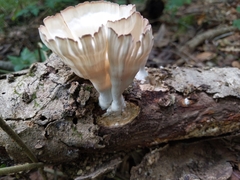 Cymatoderma caperatum