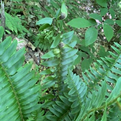 Taphrina polystichi
