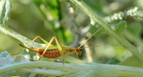 Cape Thermometer Cricket photo 2
