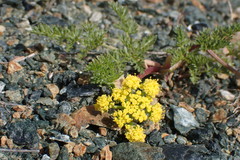 Lomatium tracyi
