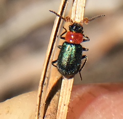 Collops tricolor