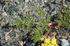 Lomatium tracyi