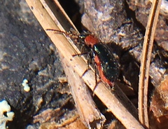 Collops tricolor