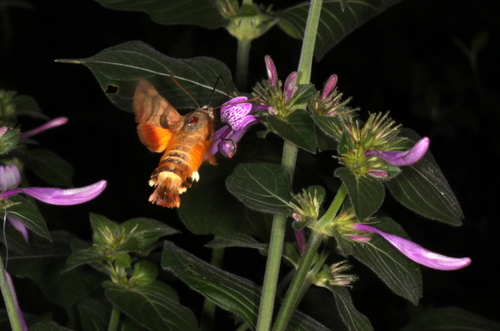 African Hummingbird Hawkmoth
