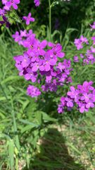 Hesperis matronalis