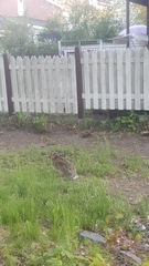 Lepus europaeus