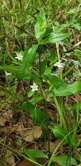 Spigelia texana