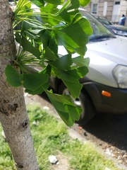 Ginkgo biloba