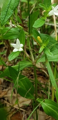 Spigelia texana