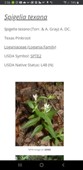 Spigelia texana