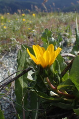 Wyethia longicaulis
