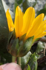 Wyethia longicaulis