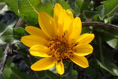 Wyethia longicaulis