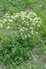 Crambe tataria
