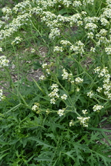 Crambe tataria