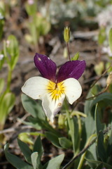 Viola hallii