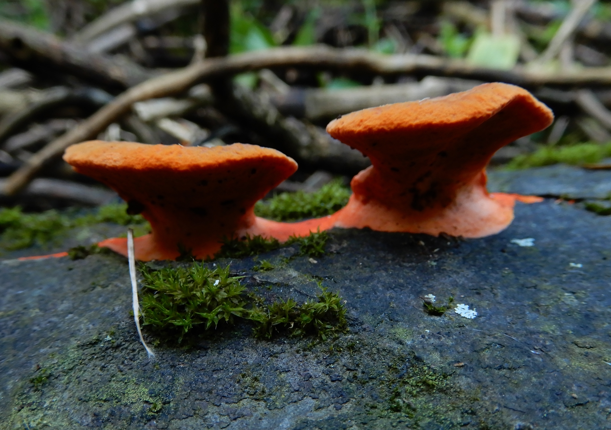 Pycnoporus coccineus image