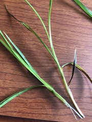 Carex laevivaginata