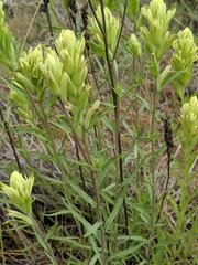 Castilleja lutescens