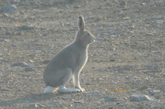 Lepus arcticus