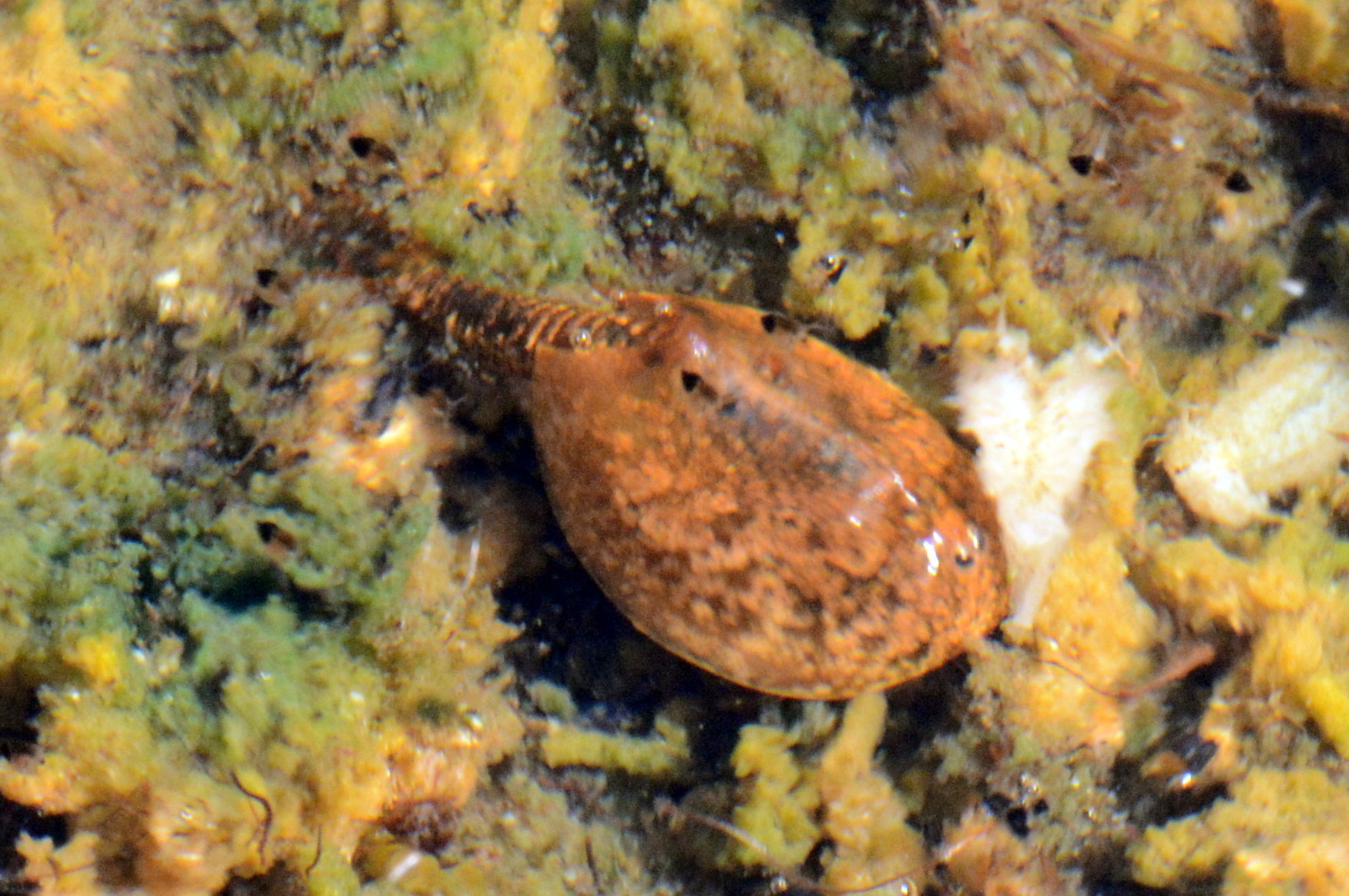 Lepidurus arcticus (Pallas, 1793)