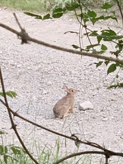 Sylvilagus floridanus
