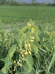Aristolochia clematitis