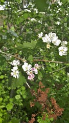 Crataegus fluviatilis