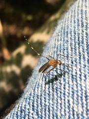 Aedes canadensis