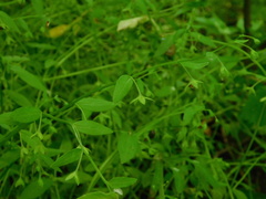 Memoremea scorpioides