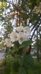 Malus
