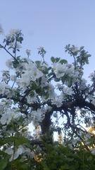 Malus