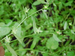 Memoremea scorpioides