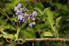 Solanum crispum