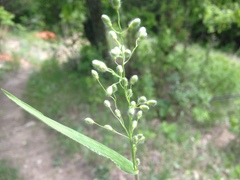 Dichanthelium leibergii
