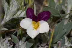 Viola hallii