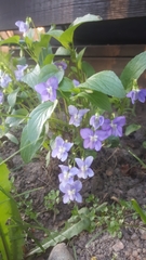 Viola canina