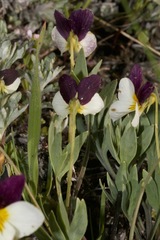 Viola hallii
