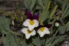 Viola hallii
