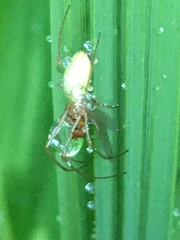 Enoplognatha ovata